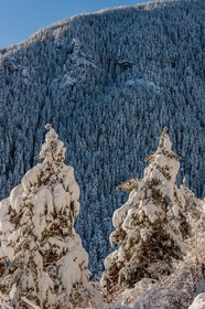 Auron