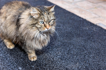 Chat.