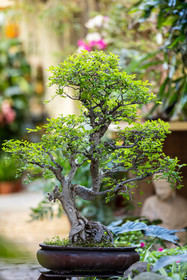 Bonsai
