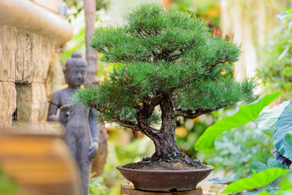Bonsai