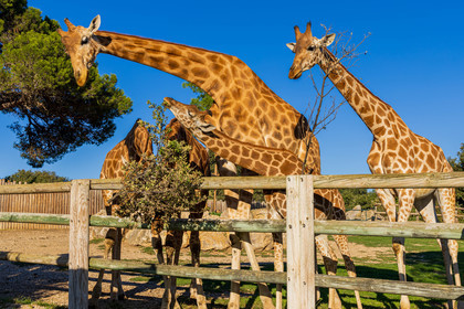Parc animalier de la Barben