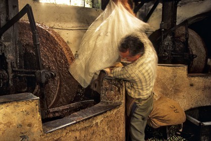 Oléiculture