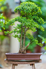 Bonsai