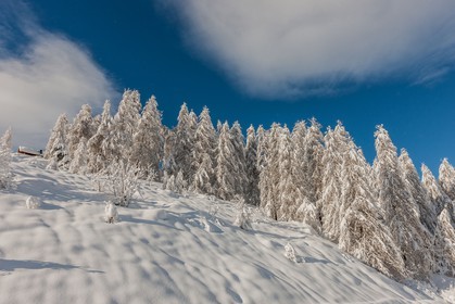Auron