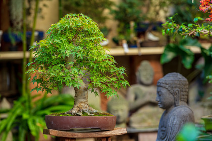 Bonsai