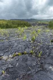 Ile de La Réunion