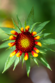 Flore corse