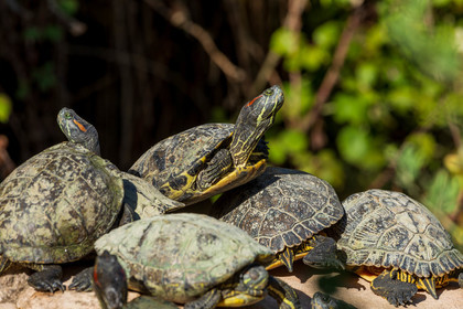 Tortue