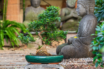 Bonsai