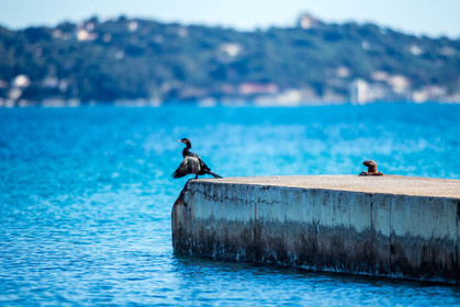 Cormoran, Phalacrocoracidae