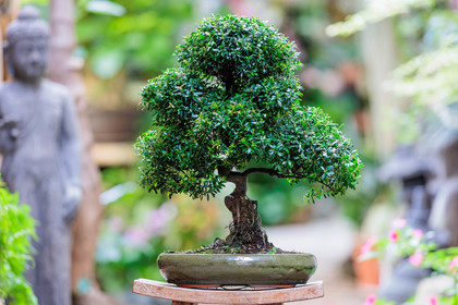 Bonsai