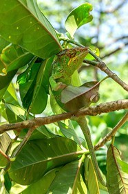 Caméléon, Endormi