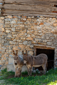 Faune Corse
