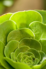 Flore Méditerranéenne