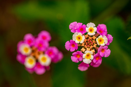 Flore corse