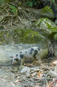 Cochon corse
