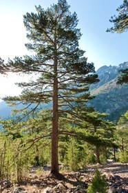 Monte Cinto