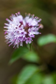 Menthe insulaire