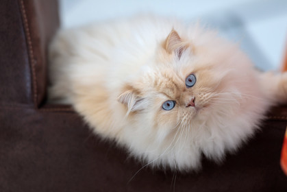 Chat