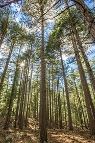 Haute Corse (2b)  Forêt domaniale de Valdu Niellu