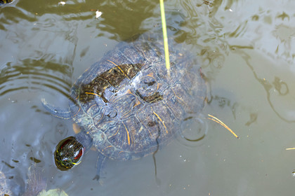 Tortue