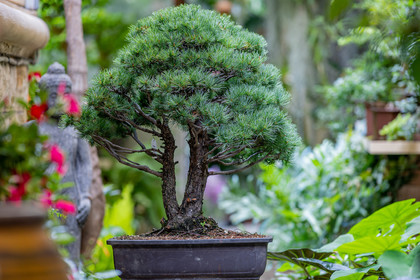 Bonsai