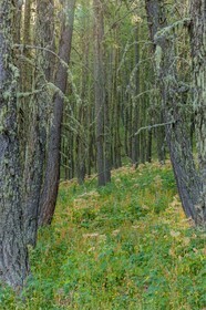 Rando Vtt Lacs de Lignin