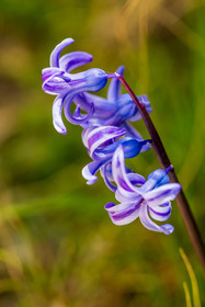 Flore