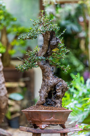Bonsai Center
