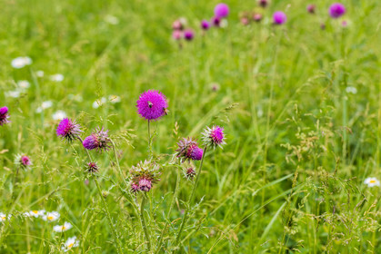 Flore alpine
