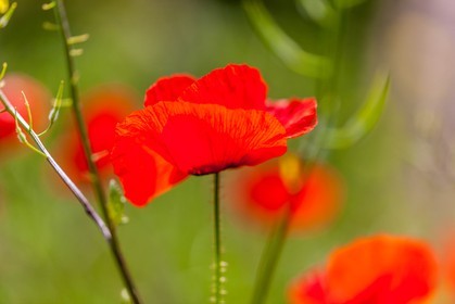 Coquelicot, Papaver rhoeas