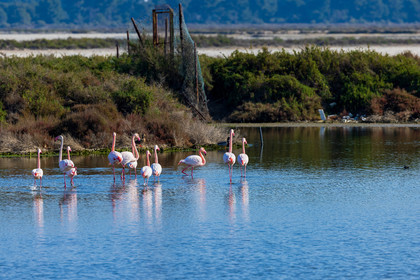 Flamant rose