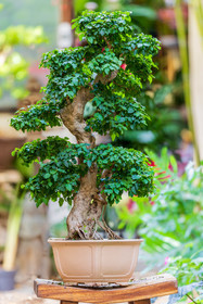 Bonsai Center