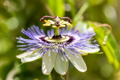 Flore méditerranéenne