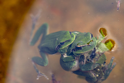 Grenouille