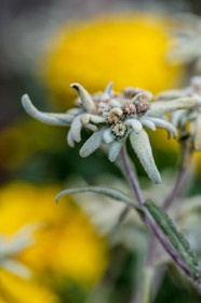 Edelweiss