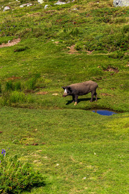 Plateau du Coscione