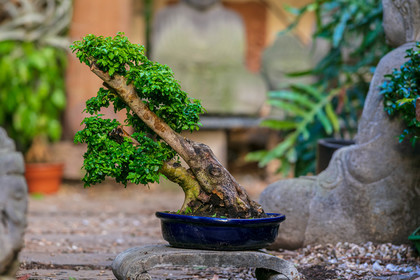 Bonsai