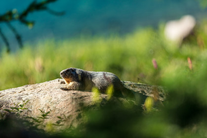 Marmotte