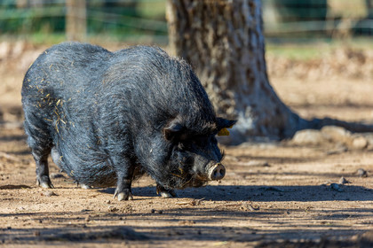 Cochon vietnamien