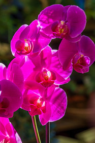 Flore