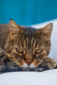 Chat