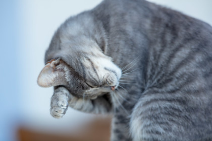 Chat corse