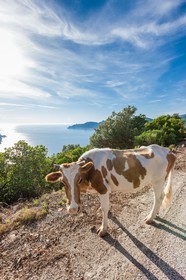 Vache corse