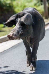 Cochon corse