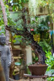 Bonsai Center
