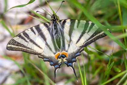 Papillon