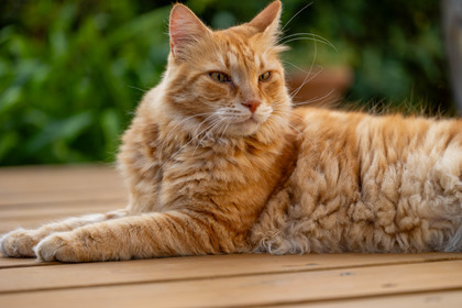 Chat