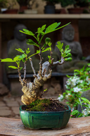 Bonsai