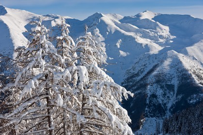 Arbres enneigés